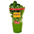 Bazalka v květináči průměr 13cm | 1 kus