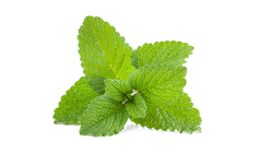 Lemon balm Krav 1 p