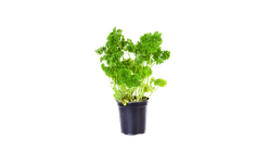 Everfresh Leaf Parsley In Pot 1st