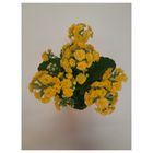 Kalanchoe | 1 kus