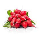 Radish bunch | 1 bunche (5302)