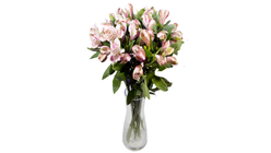 Alstromeria Rosa | 8pcs
