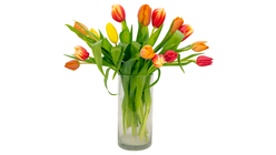 Tulipaner mix | 15stk