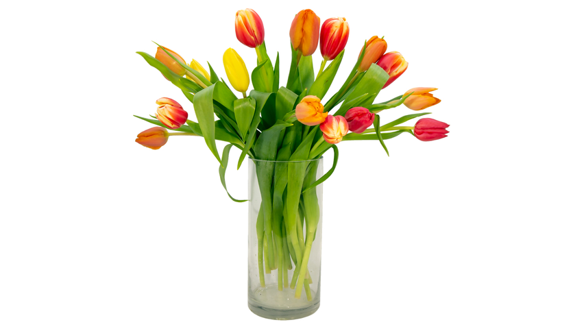 Tulipaner mix | 15stk