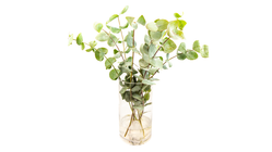 Eucalyptus | 8stk
