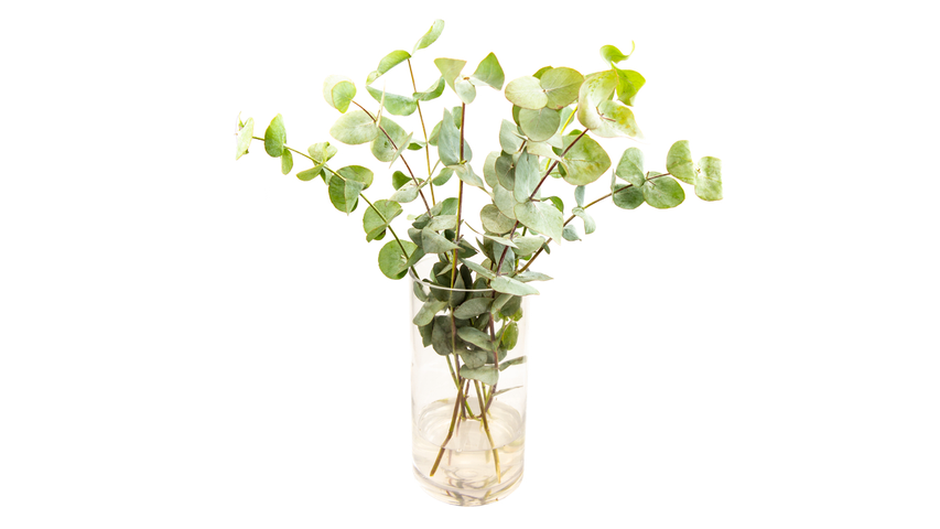 Eucalyptus | 8stk