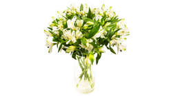 Alstromeria Hvit | 8stk