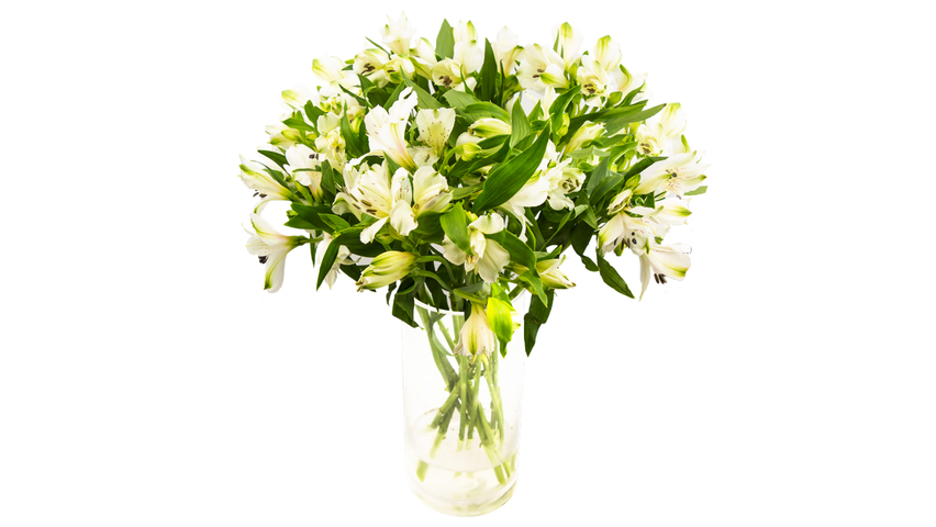 Alstromeria Hvit | 8stk