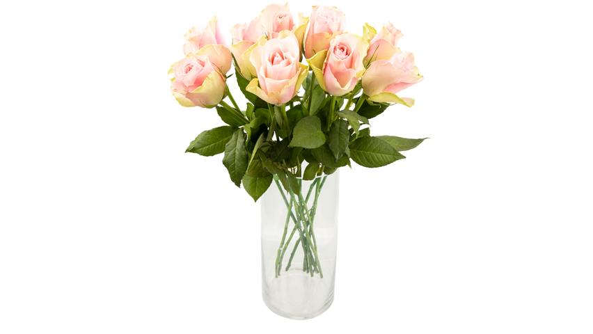 Roser Rosa | 9stk