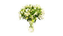 Mimea Flowers Alstromeria White 47cm 8pcs