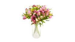 Mimea Flowers Alstromeria Pink 47cm 8pcs