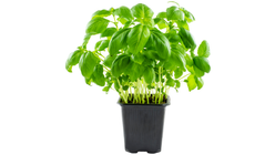 Basil in Pot 1 piece