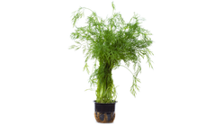 Dill in Pot 1 piece
