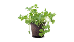 Koriander I Kruka 1 st