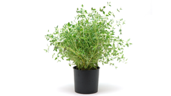 Thyme Pot Pot 1st