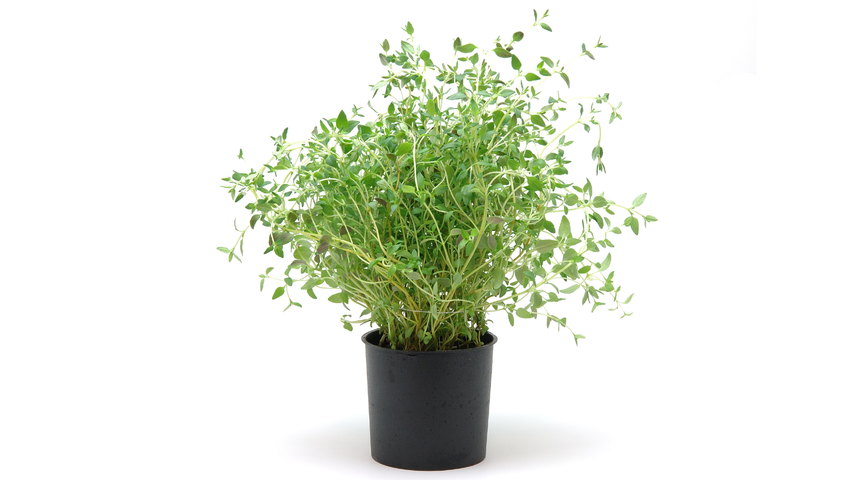 Thyme Pot Pot 1st