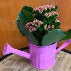 Small Kalanchoe in a Watering Can