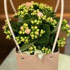 Kalanchoe in a Gift Bag