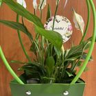Spathiphyllum in a Gift Bag