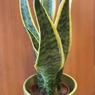 Sansevieria with Planter