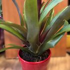 Bromeliad in a Planter