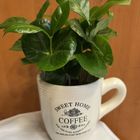 Coffee Plant in a Mug