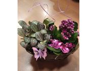 Cserepes összeültetés pink árnyalatban 1kg
