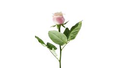 Rose rosa lang | 1 Stk