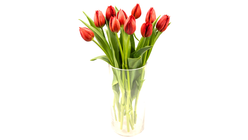 Tulipaner Rød | 10pcs