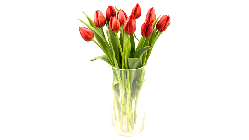 Tulipaner Rød | 10stk