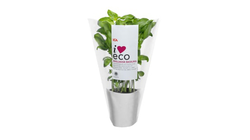 ICA I love eco Basil Pot 1pc Approx 200g