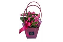 Cserepes pink korall dísztasakban