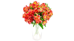 Mimea Flowers Alstromeria Red 8pcs
