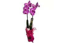 Pink phalaenopsis karton díszcsomagolásban