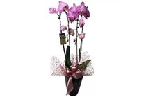 Íves pink phalaenopsis lila kerámia kaspóban