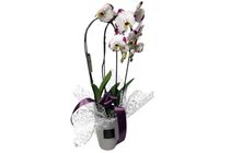 Íves fehér phalaenopsis fehér kerámia kaspóban