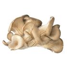 Titbit Hlíva ústřičná | 150 g