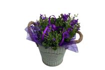 Campanula dísztítve, fém vödörben