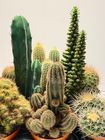 Cactusar