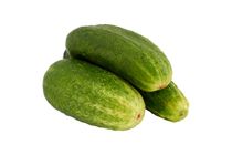Cucumber for Pickling