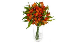 Alstromeria Oransje 40cm 8pk x 1stk