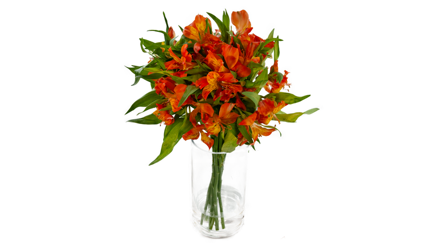 Alstromeria Oransje 40cm | 1stk