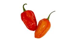 Pepper Habanero 30g