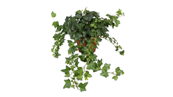 Hedera Helix Wonder