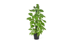 Gullranke Epipremnum Aureum