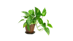 Epipremium Aureum
