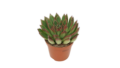Echev Agavoides