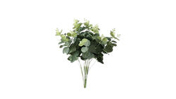 Eucalyptus Bukett