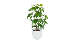 Schefflera Pot