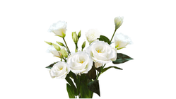 Lisianthus Hvit